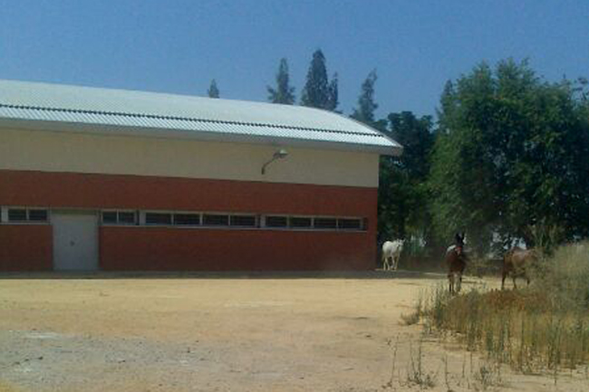 Mulos pastando dentro del Instituo Diego Llorente Los Palacios