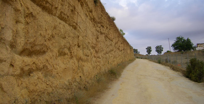 alcor-albero-boticaria