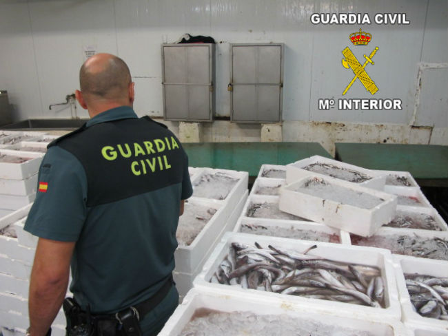 pescado-inmaduro-guardia-civil
