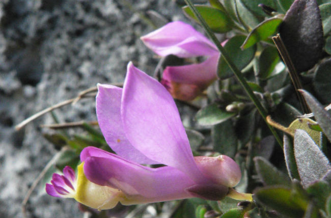 poligala-webb-joel-calvo-sinc