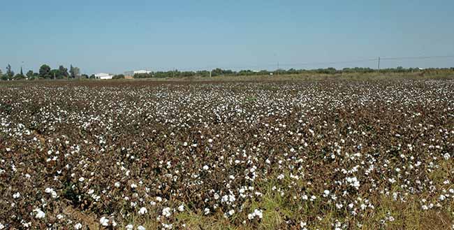 algodones-finca-el-palmar