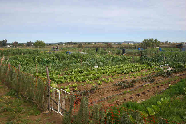 huertos urbanos guillena