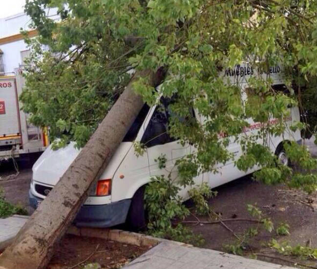 arbol-caido-carmona-vost-andalucia-twitter