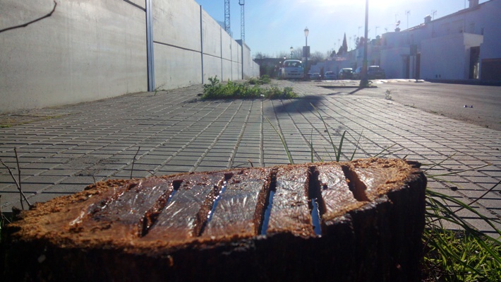 Los troncos de los árboles han sido talados y rociados de gasóleo / Juan Carlos Romero