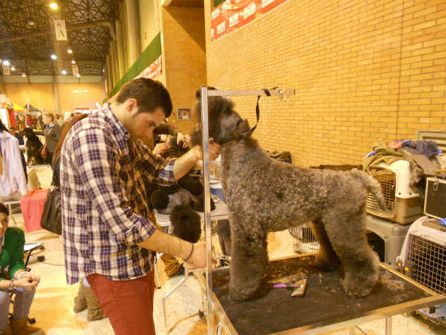 FOTO AMBIENTE salon canino2014- 19