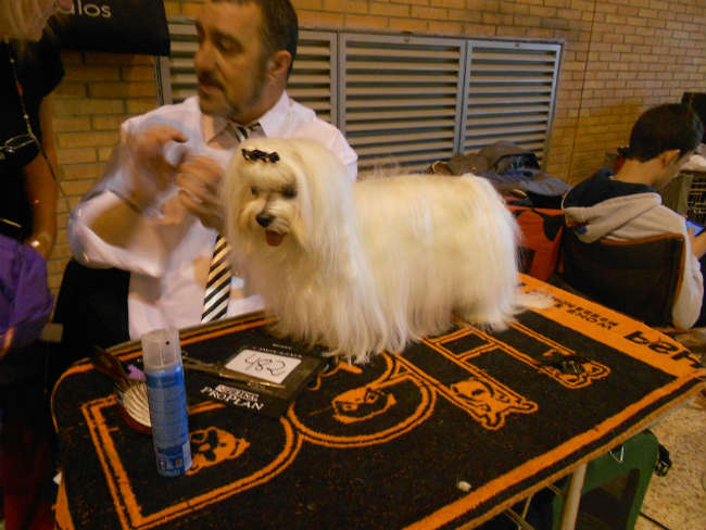 ambinte sala canina- 20