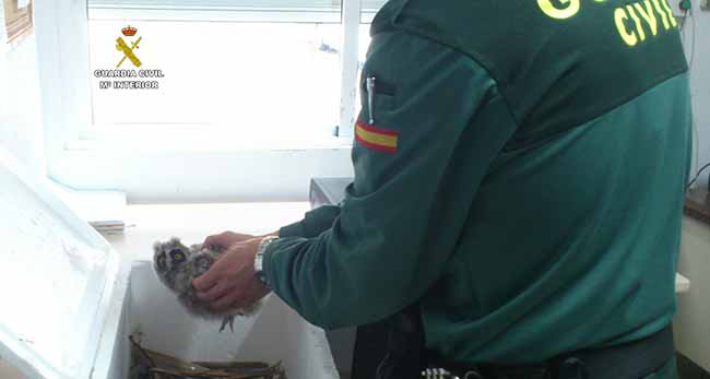 guardia-civil-cria-buho-real