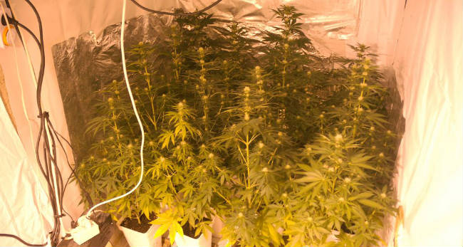 marihuana-trastero-sevilla