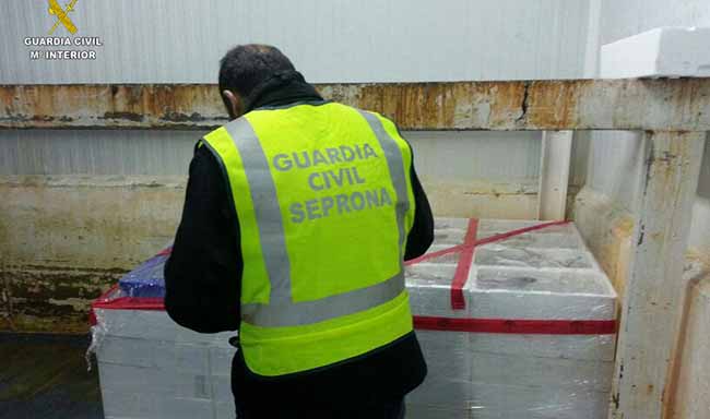 seprona-600-kilos-inmaduros