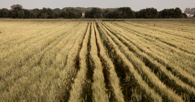 Trigal en Los Palacios- Francisco amador