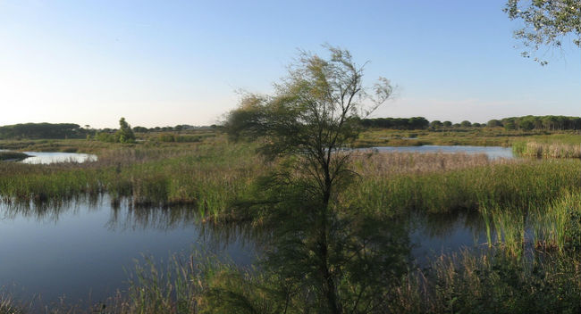 donana-teleyinex-flickr