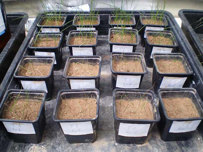 Macetas-de-ray-grass ok