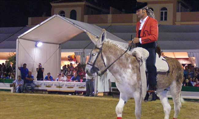burro-caramelo-para-gines