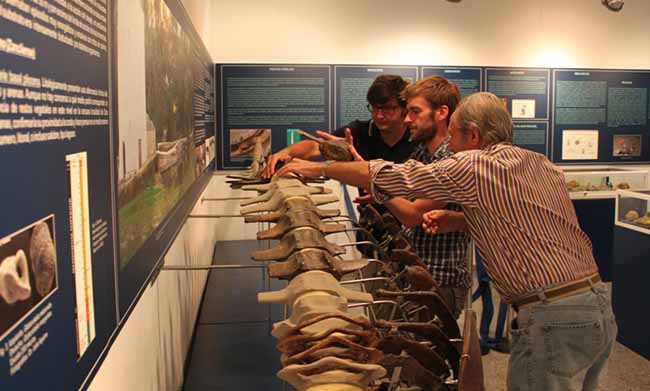 visita-ballenologo-museo-alcala