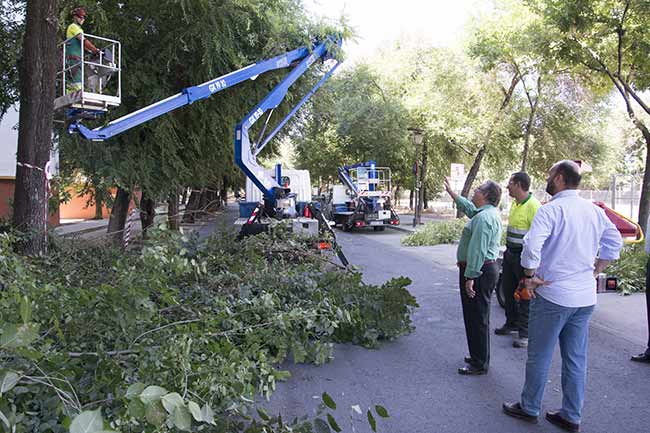 Foto-Zoido-poda-Triana-1