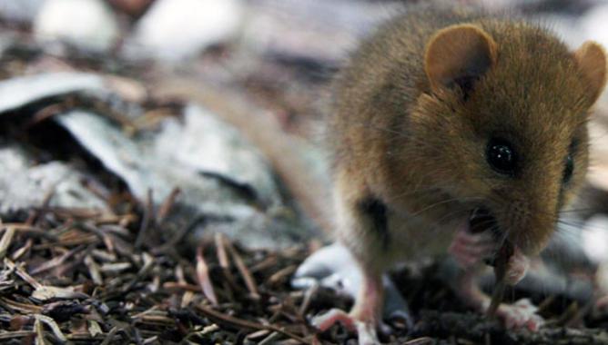 Patentan-un-nuevo-modelo-de-roedor-que-reproduce-los-sintomas-de-la-fibromialgia image 380