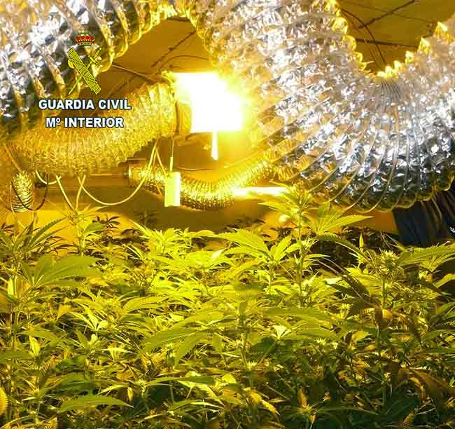 plantacion-marihuana