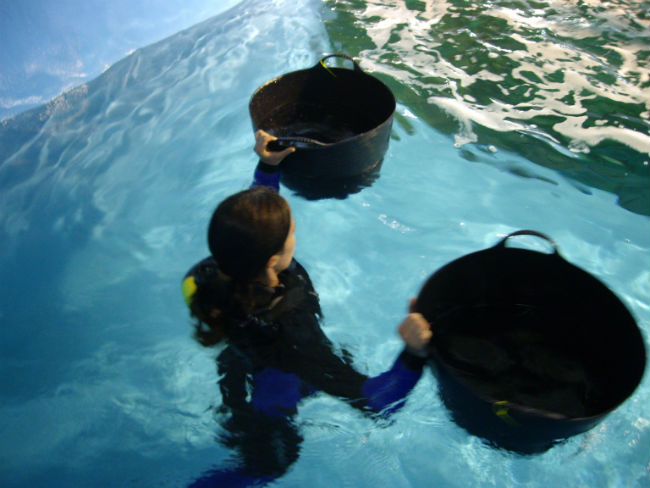 primero inquilinos acuario