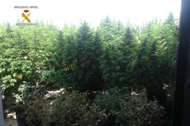 marihuana-plantacion-lascabezas