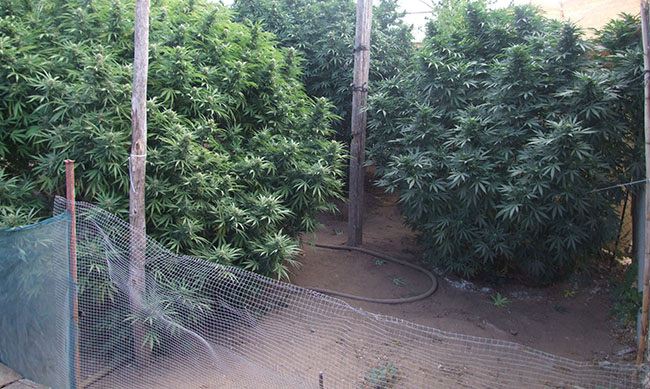 plantacion-marihuana-utrera-guardia-civil