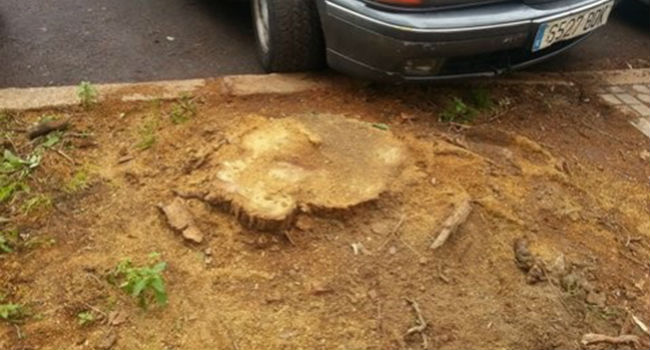 tala-arbol-aparcamiento