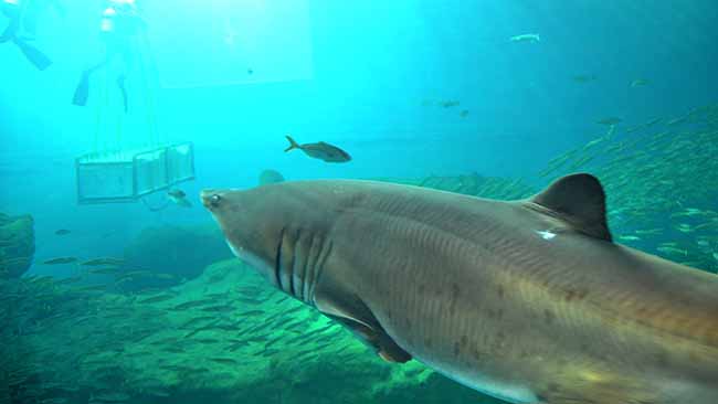 tiburon-toro-acuario