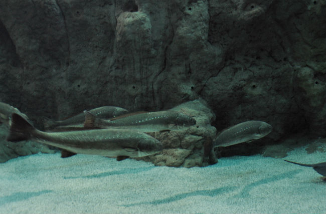 Acuario de sevilla Corvinas Argyrosomus regius