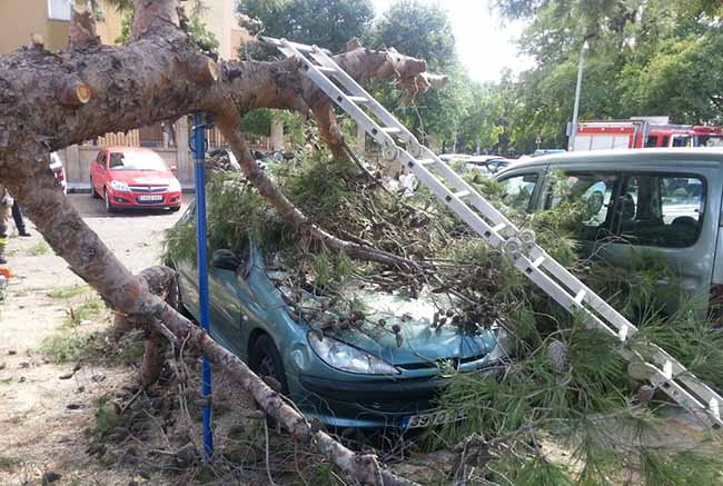 caida-arbol-bulevar-avenida-paz