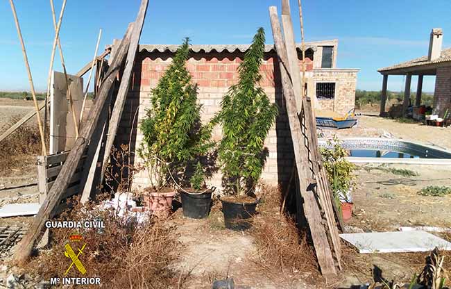 marihuana-seprona-olivares