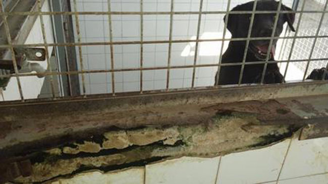 perrera-sevilla-policia-local