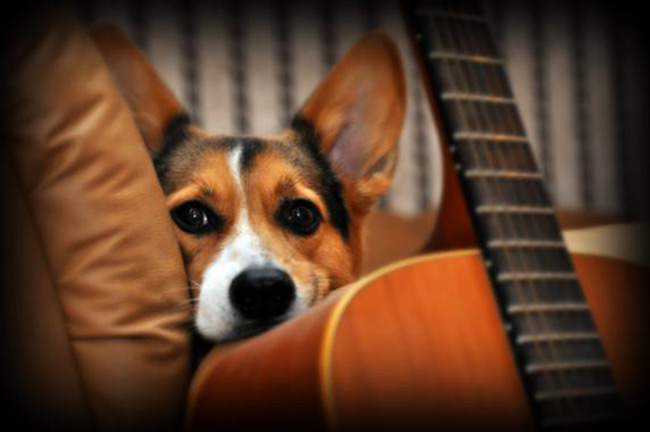 Los-perros-distinguen-los-diferentes-componentes-del-habla-humana image 380