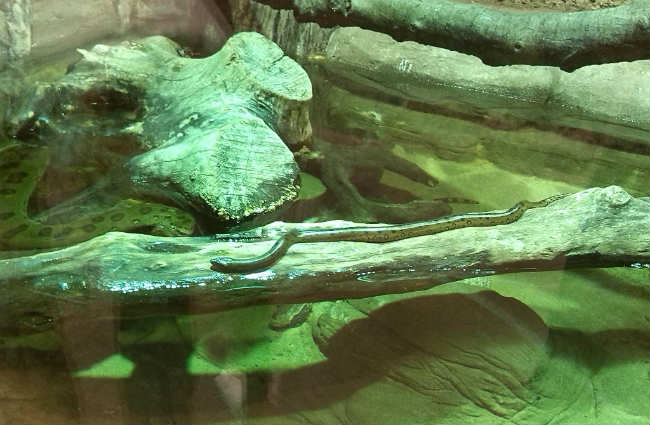 anacondas recien naccidas