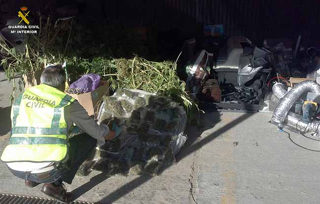 marihuana-plantacion