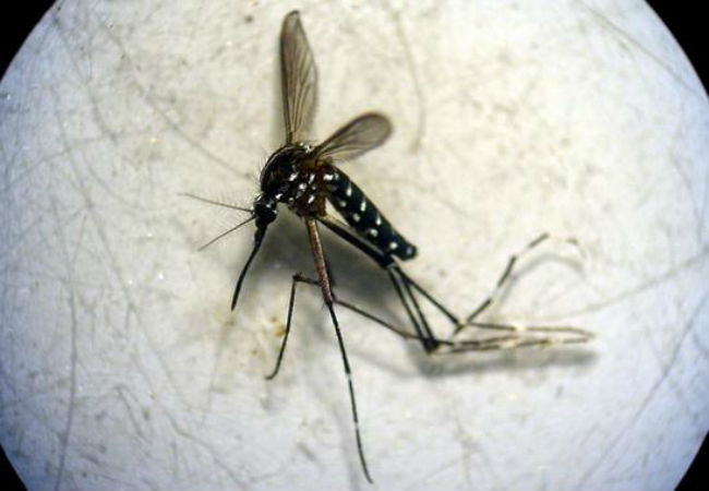 mosquito-tigre-AtrapaelTigre.com