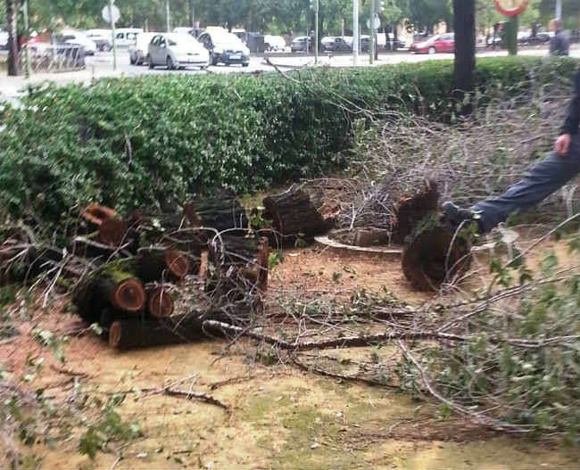 árboles bulevar paz1