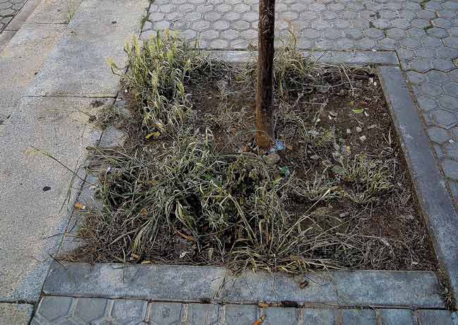 Fumigacion-Barriada-Rochelambert-2015