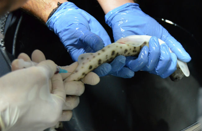 TIBURONES EN ACUARIOS MANEJO Y MANTENIMIENTO