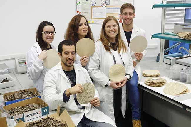 investigacion-algas-celulosa