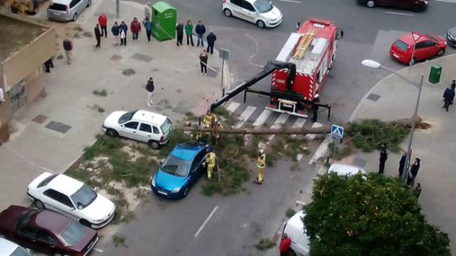 árbol sobre coche javibonilla