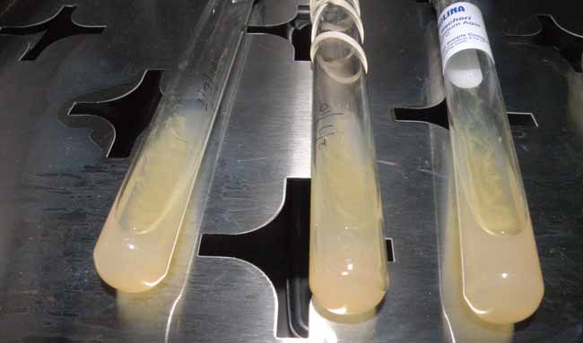 algas-bacterias-investigacion-us