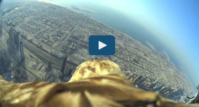 captura-video-aguila