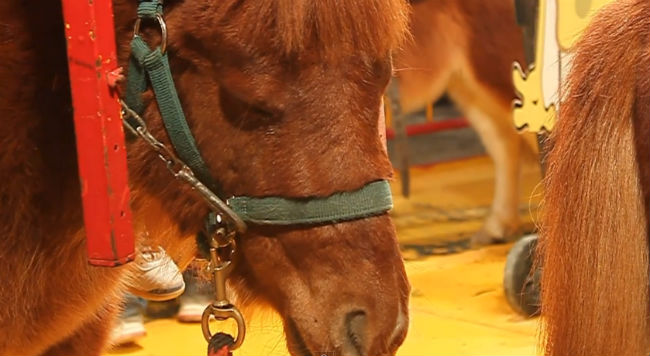 poni-feria-alicante-adopta