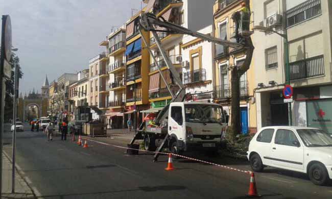 tala-arboles-sanchez-pizjuan