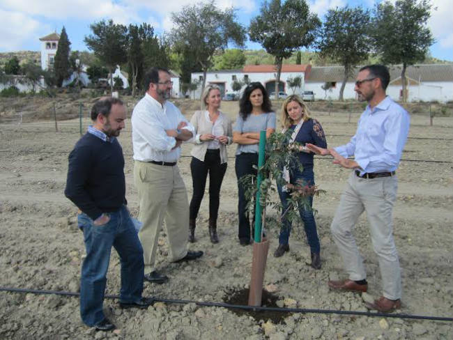 Cultivo-pistacho-Carmona