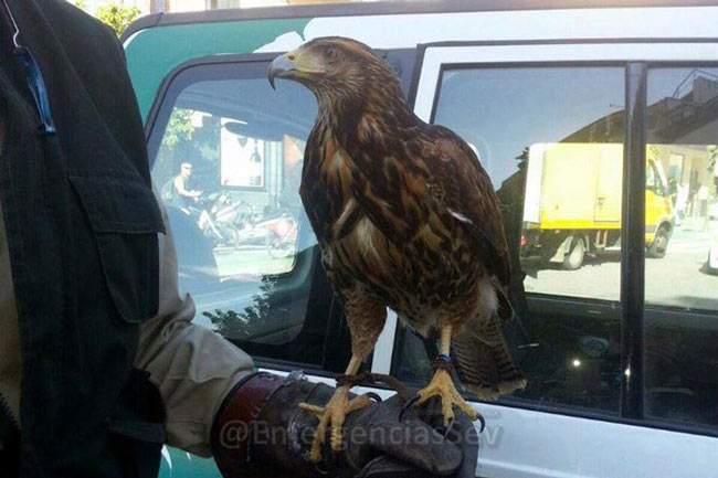 aguila-inspeccion-en-triana