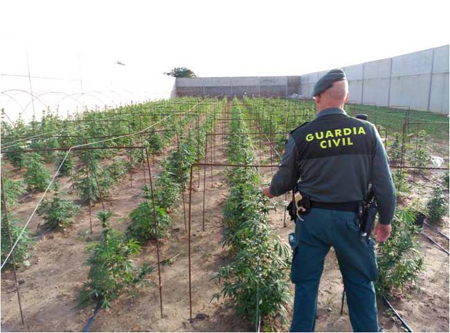 plantacion-marihuana-utrera