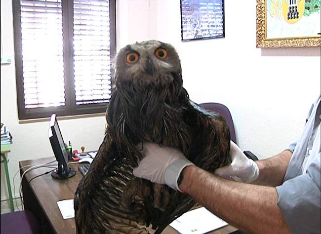 buho-real-en-pedrera