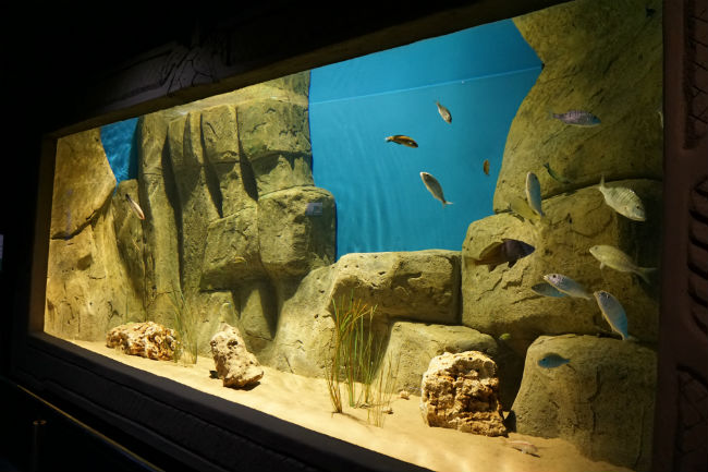 tanque-arenoso-acuario