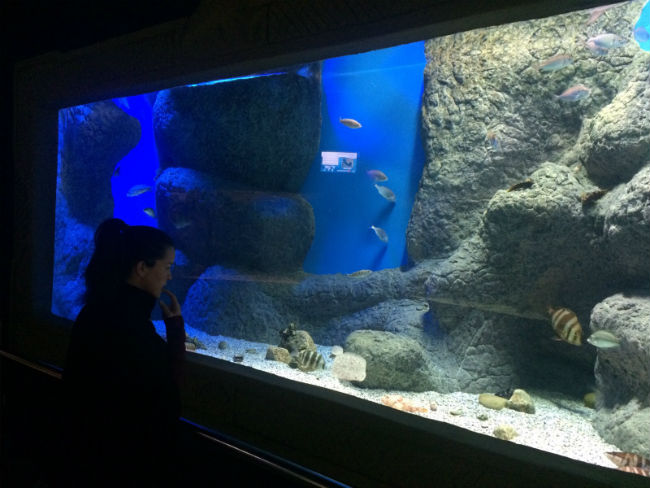 tanque-rocoso-acuario