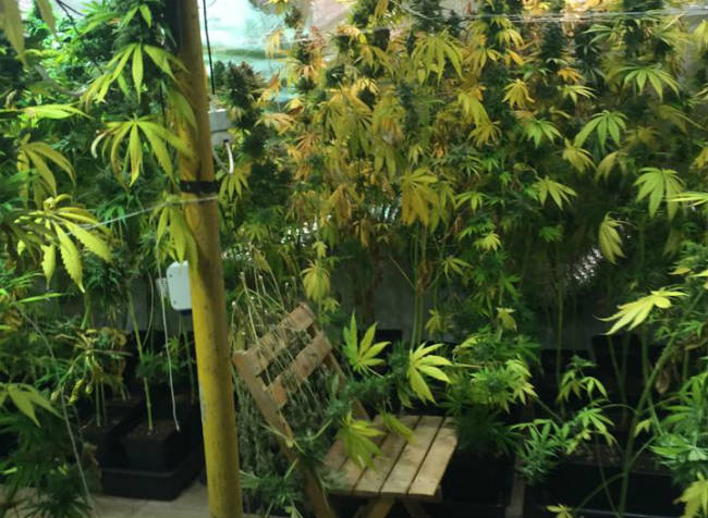 marihuana-plantacion-larinconada